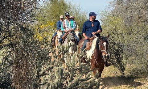 Animal, Horse, Horseback Riding