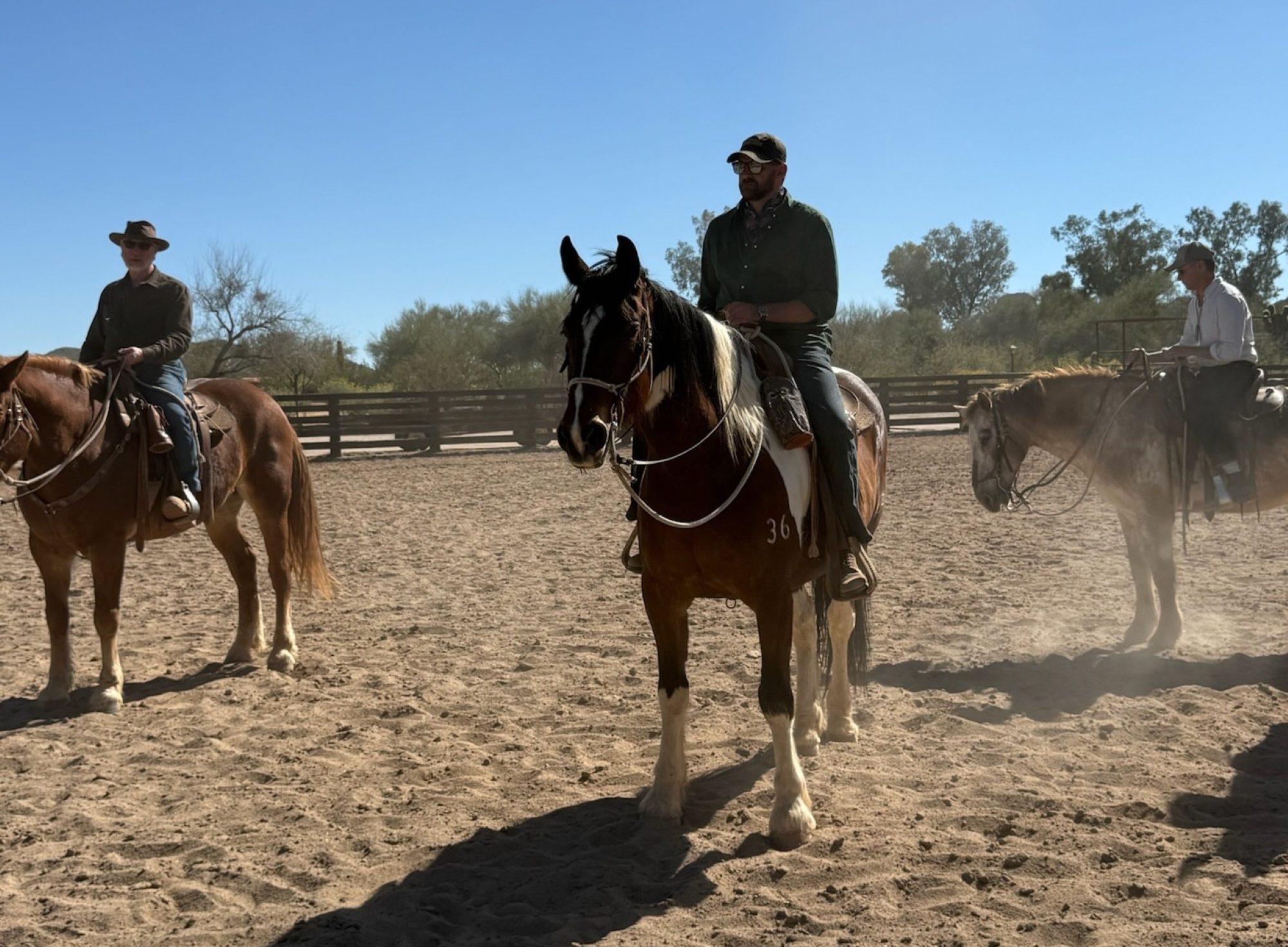 Animal, Horse, Horseback Riding