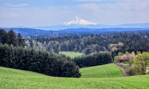 Plant, Tree, Fir, Mt Hood Forest Grove