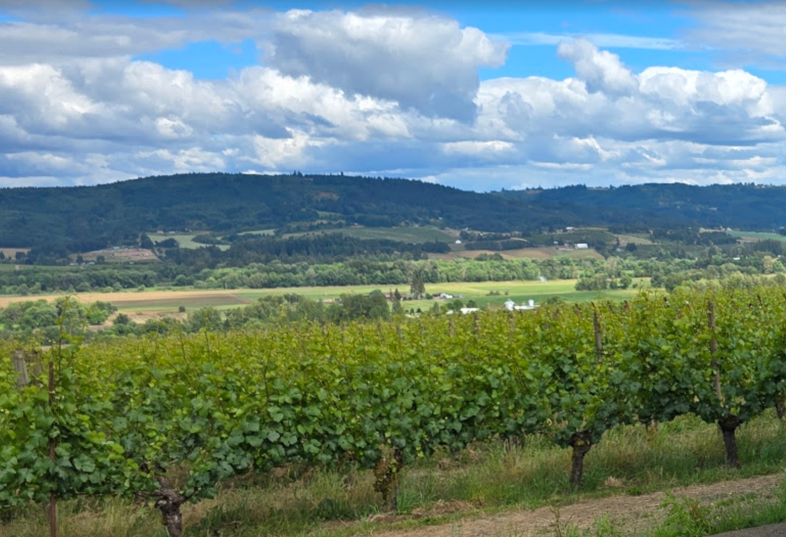 tualatin valley winery field in Oregon