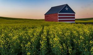 Field, Grassland, Nature