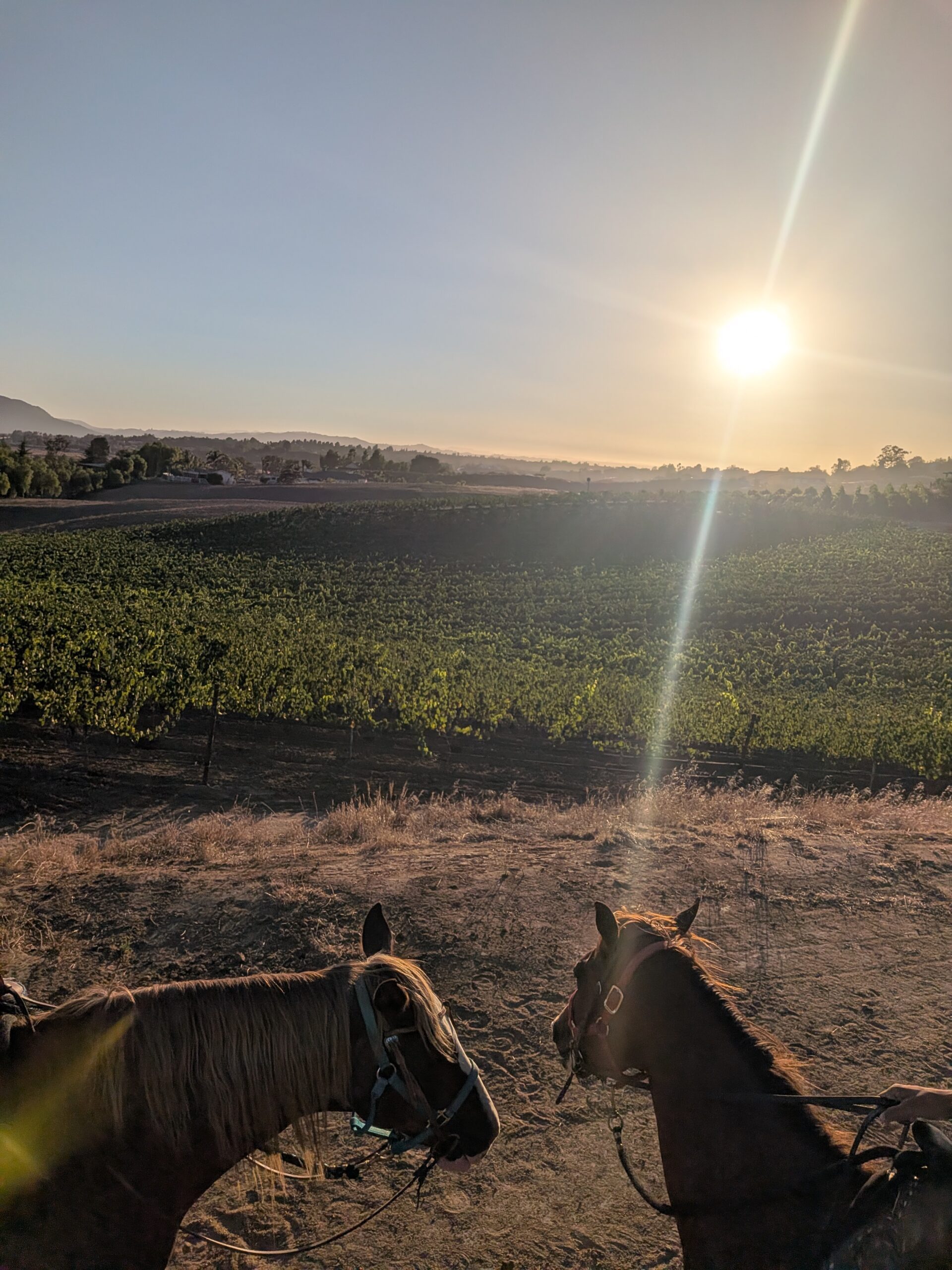 Nature, Outdoors, Horses