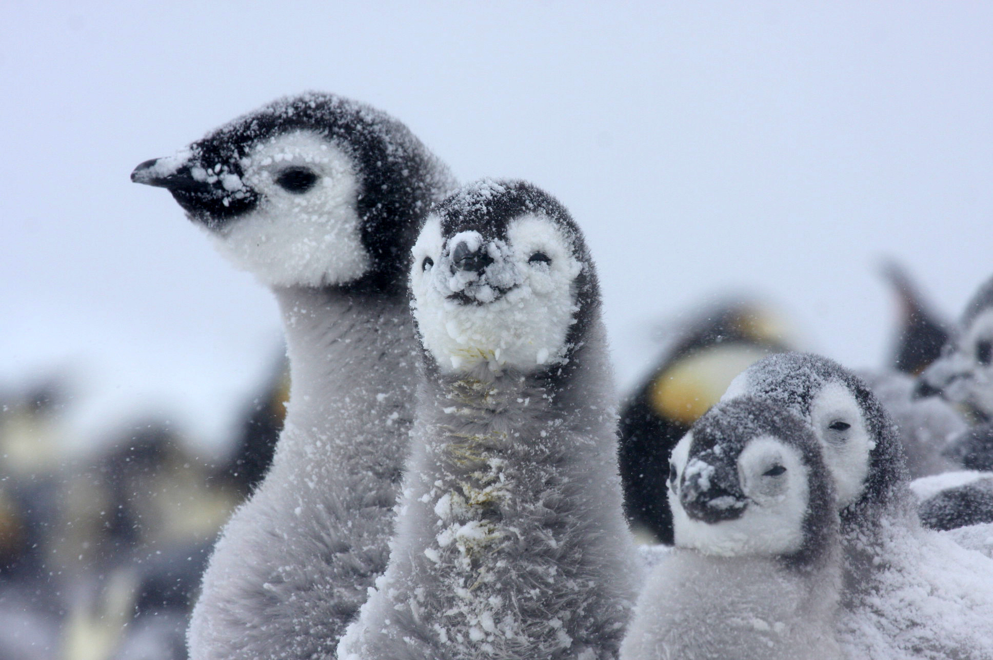 Animal, Bird, Penguin