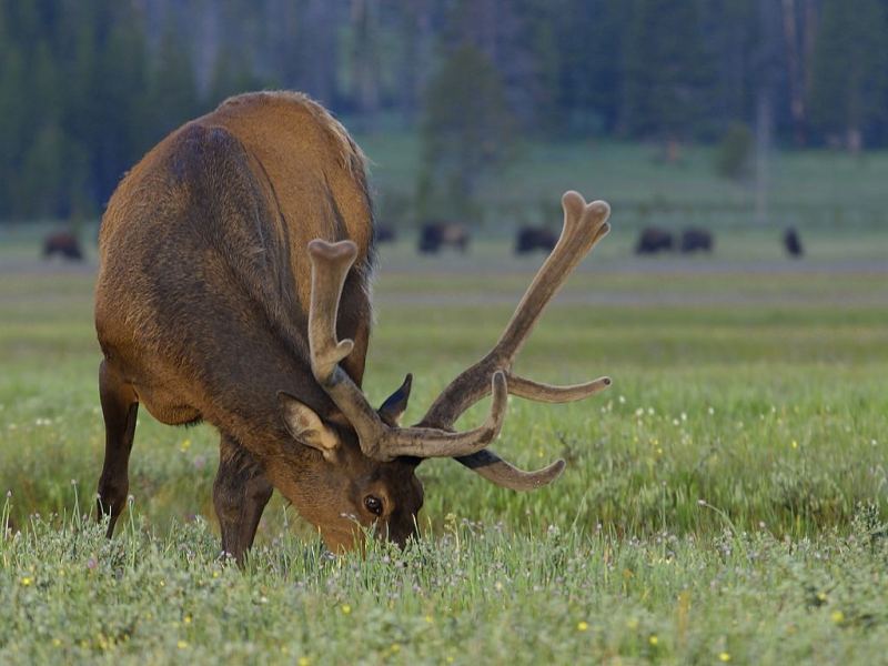 food, meat, game, elk,