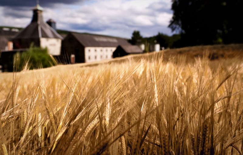 Barley fields malts wheat