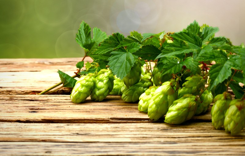 fresh hop beers