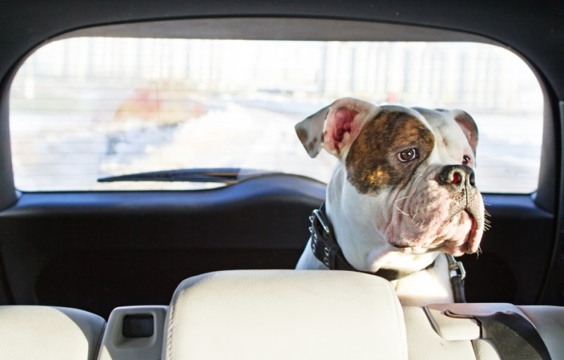 dog in car