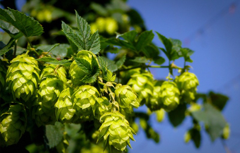 Hops, Grow your own hops