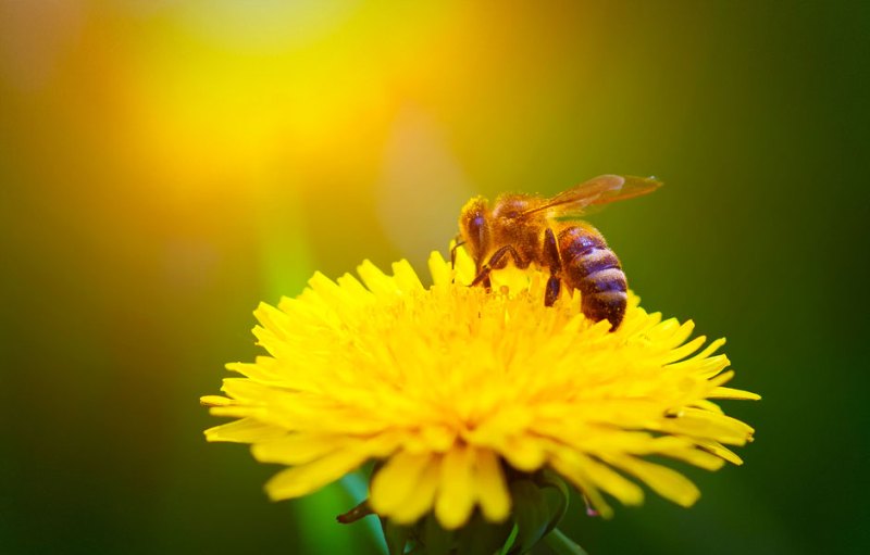 feel good friday hives for humanity supports bees and people through urban beekeeping bee