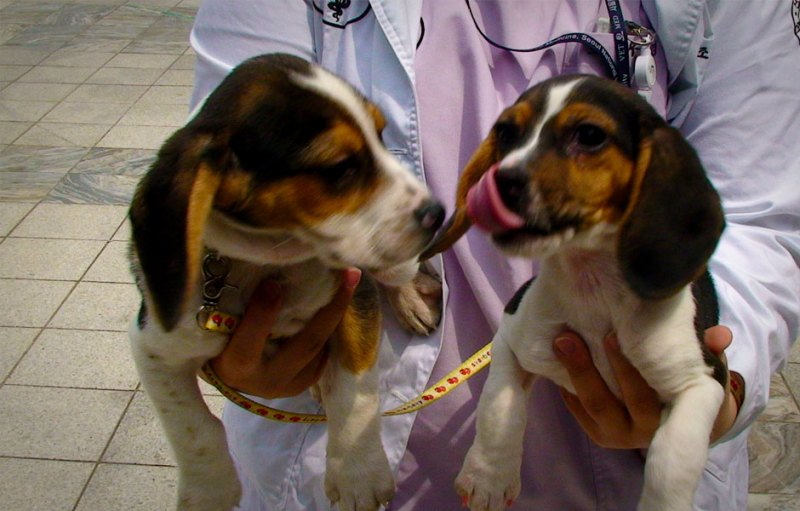 for 100000 bucks this south korean biotech firm will clone your dog dogs
