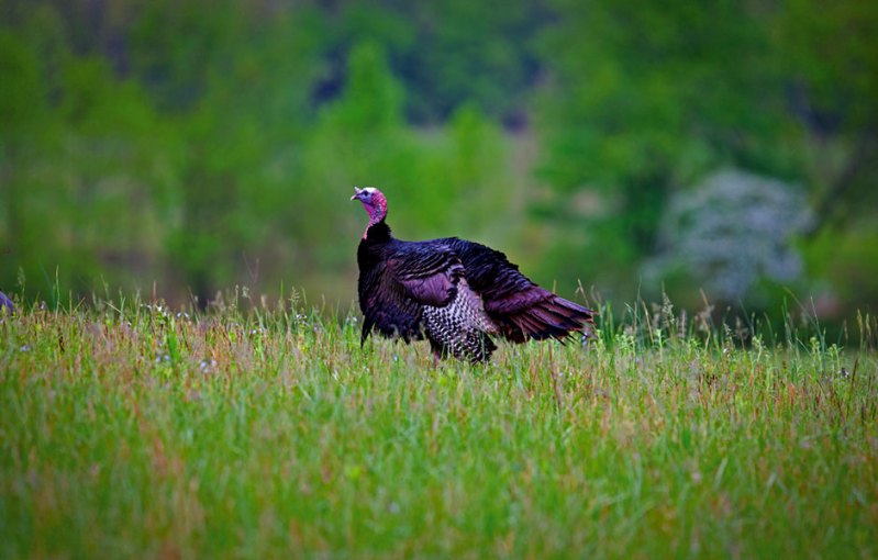 A heritage black turkey in the field.