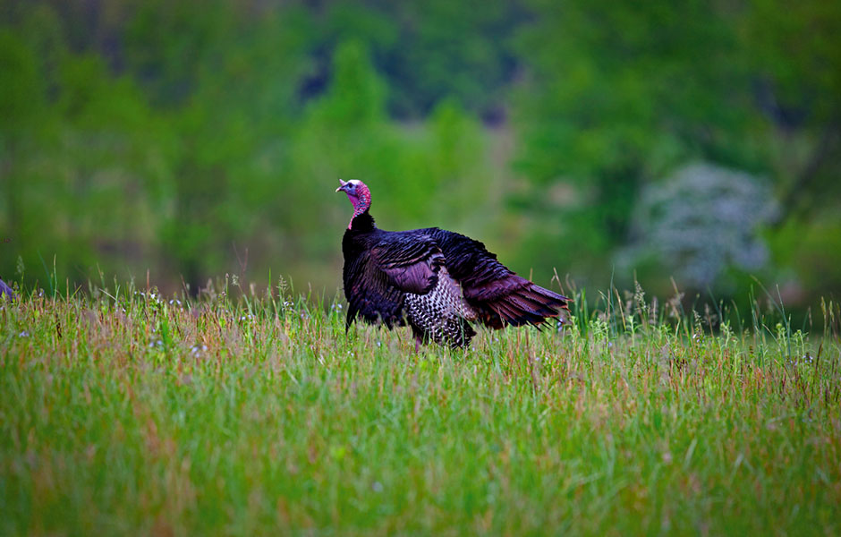 Replying to @JMill right now, is the time to stock up on turkey