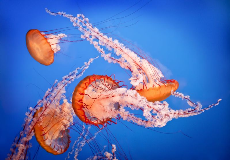 How to Treat Jellyfish Stings