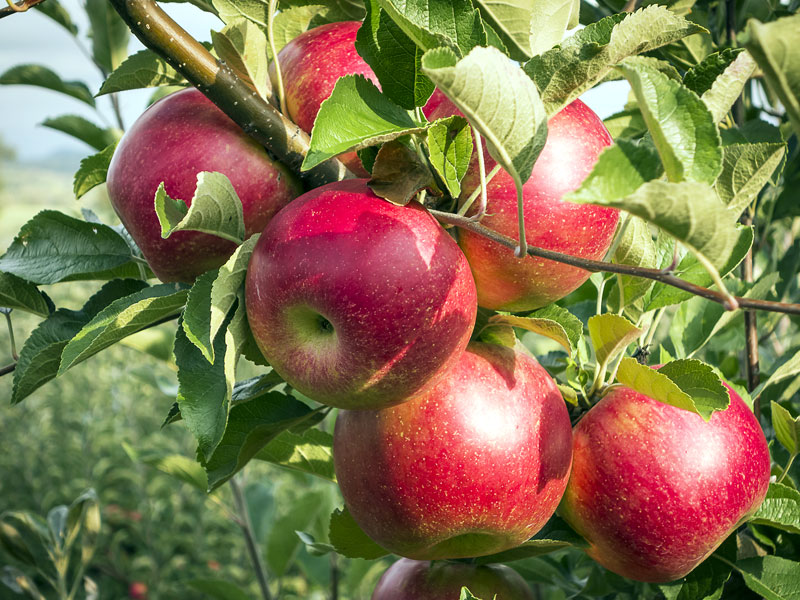 Six apples waiting to be picked from a tree.