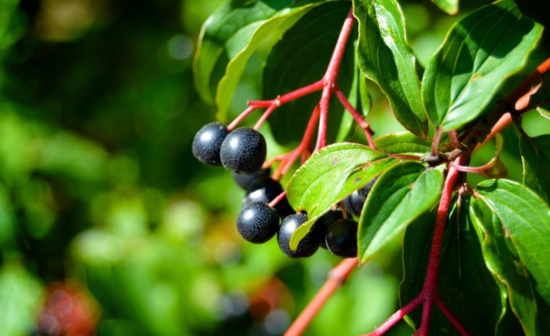 foraging for wild edibles