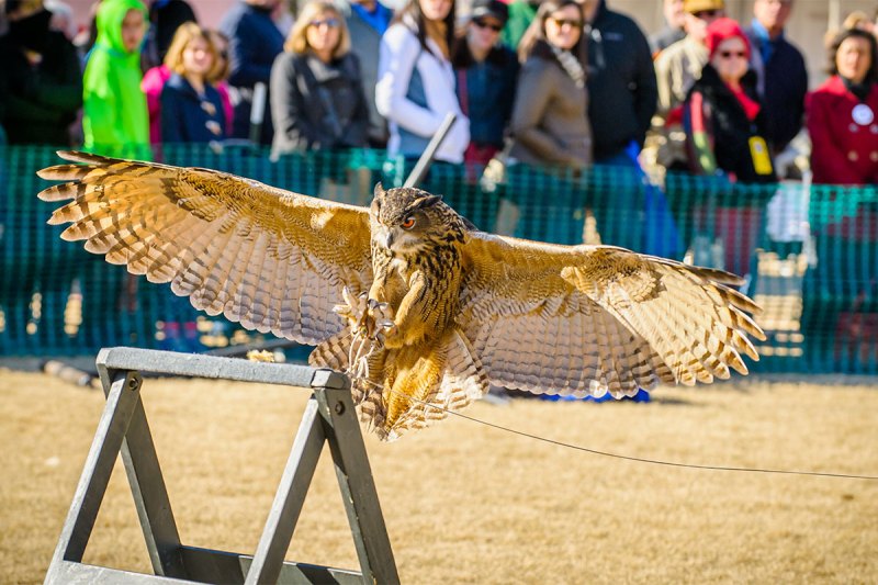 SEWE birds of prey, Southeastern Wildlife Exposition