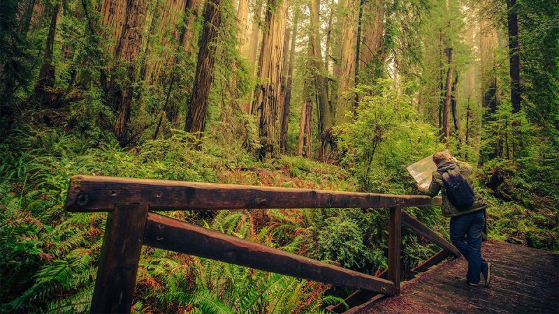 epic arbor day redwood feature