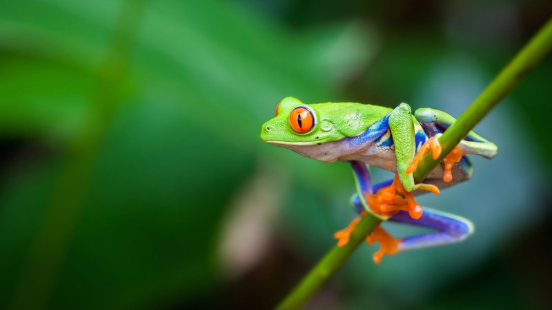 best environmental charities stock red eyed frog