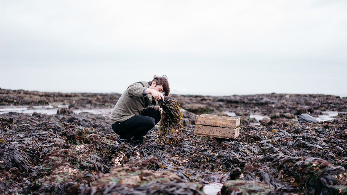 Haeckels Secret Ingredient Seaweed