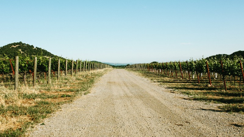 Sonoma Vineyard