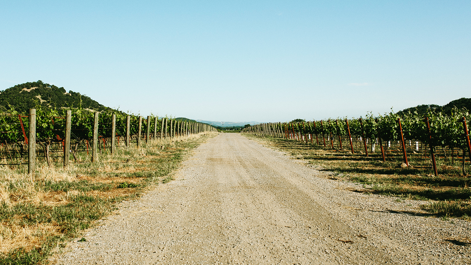 Sonoma Vineyard