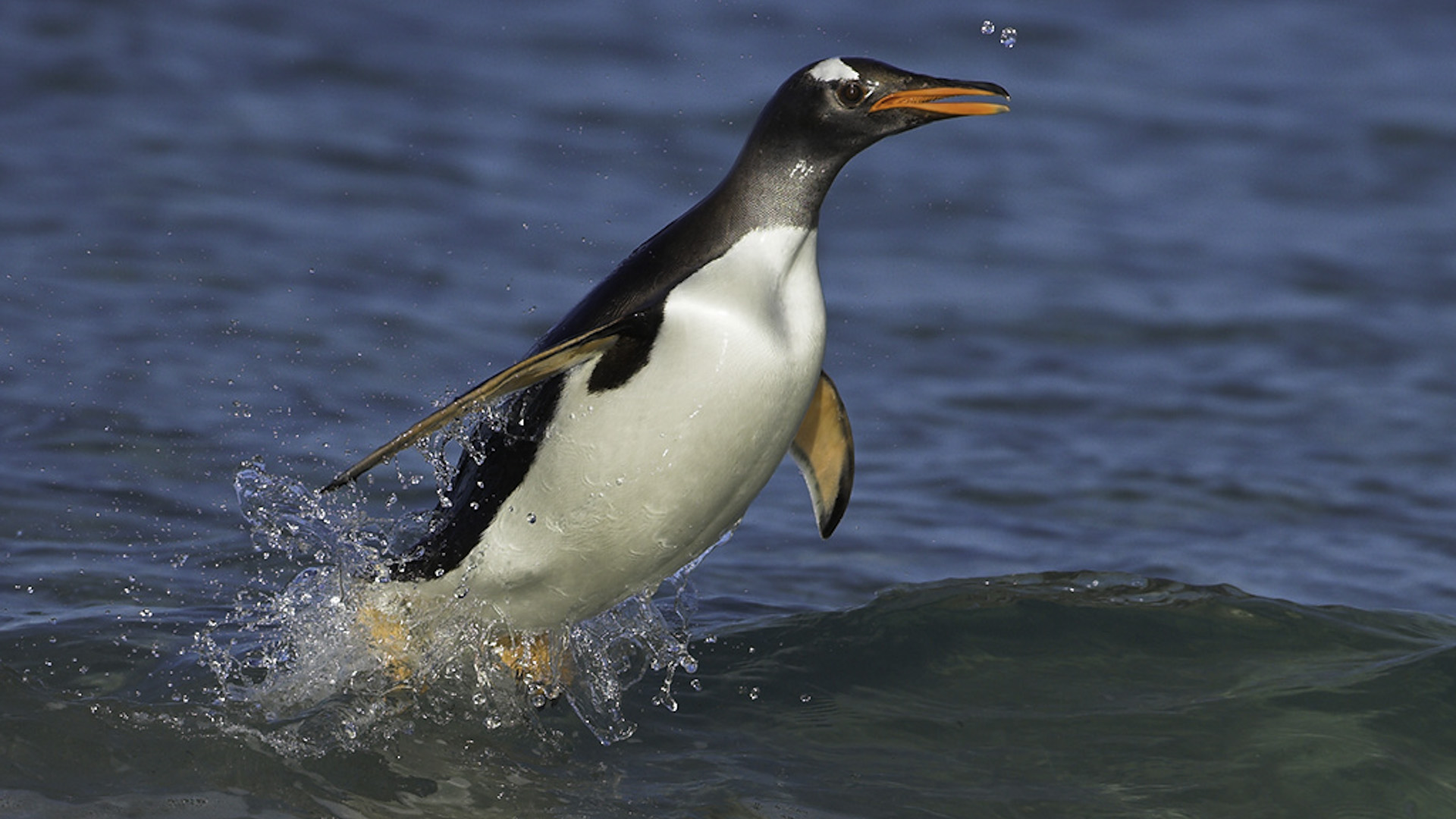 Antartica Holidays Tour