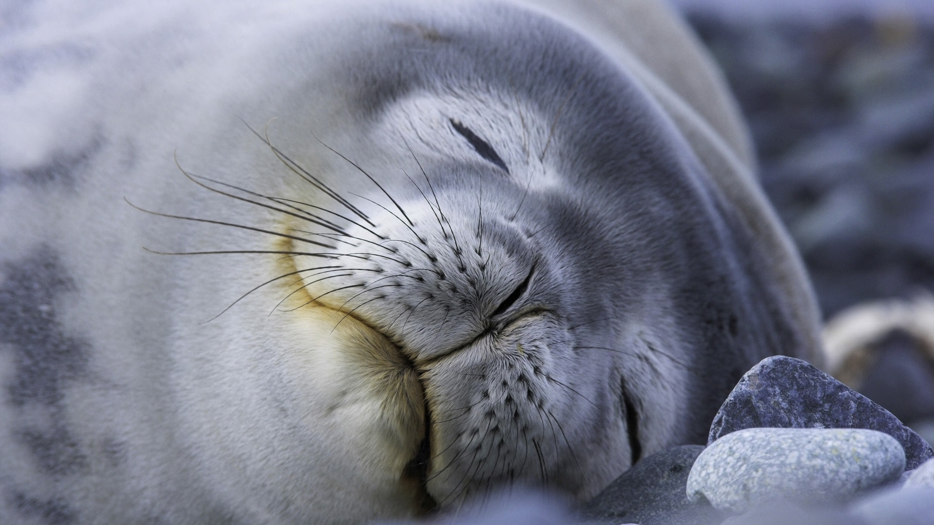 Antartica Holidays Tour
