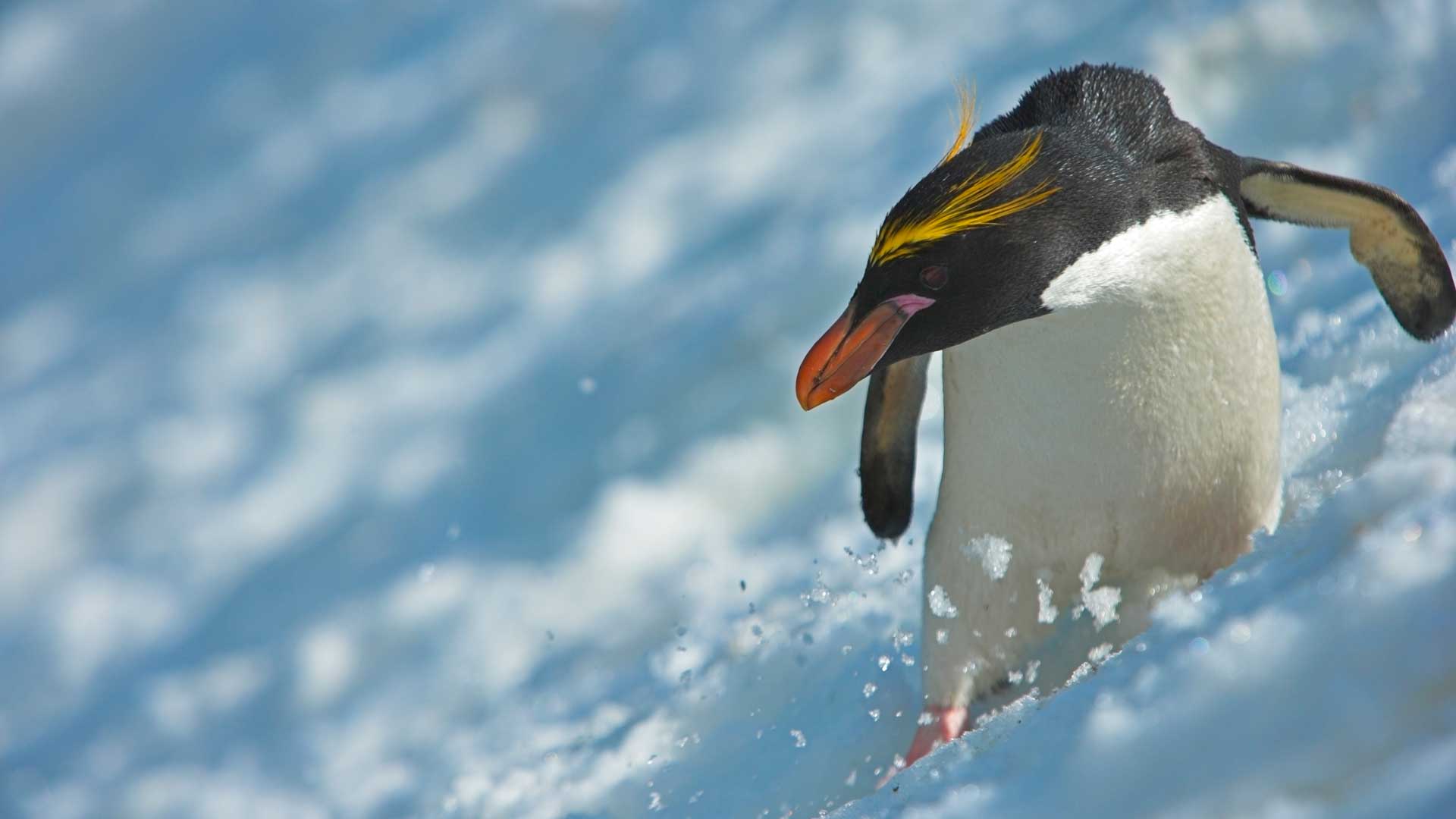 Antartica Holidays Tour