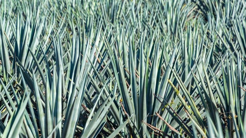 blue agave