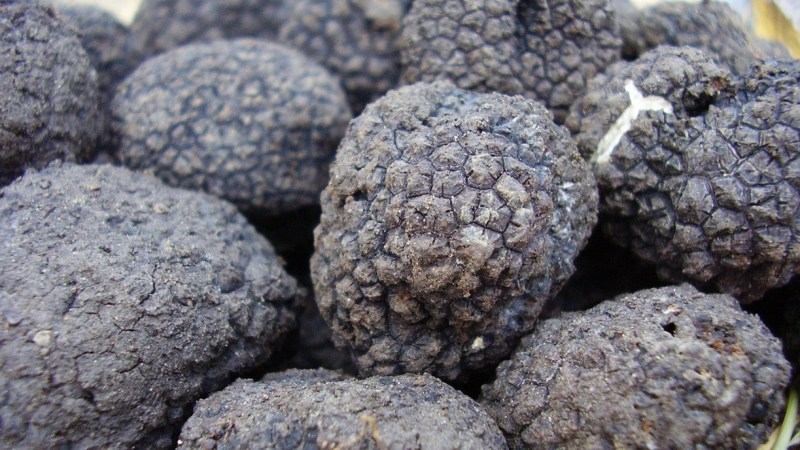 truffles