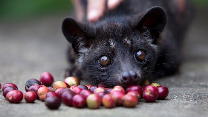 kopi luwak