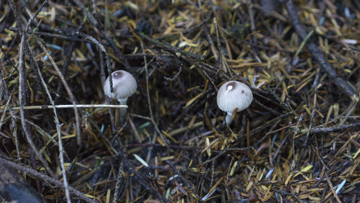 foraging chanterelle mushrooms stephanie inn pnw mushroom 6