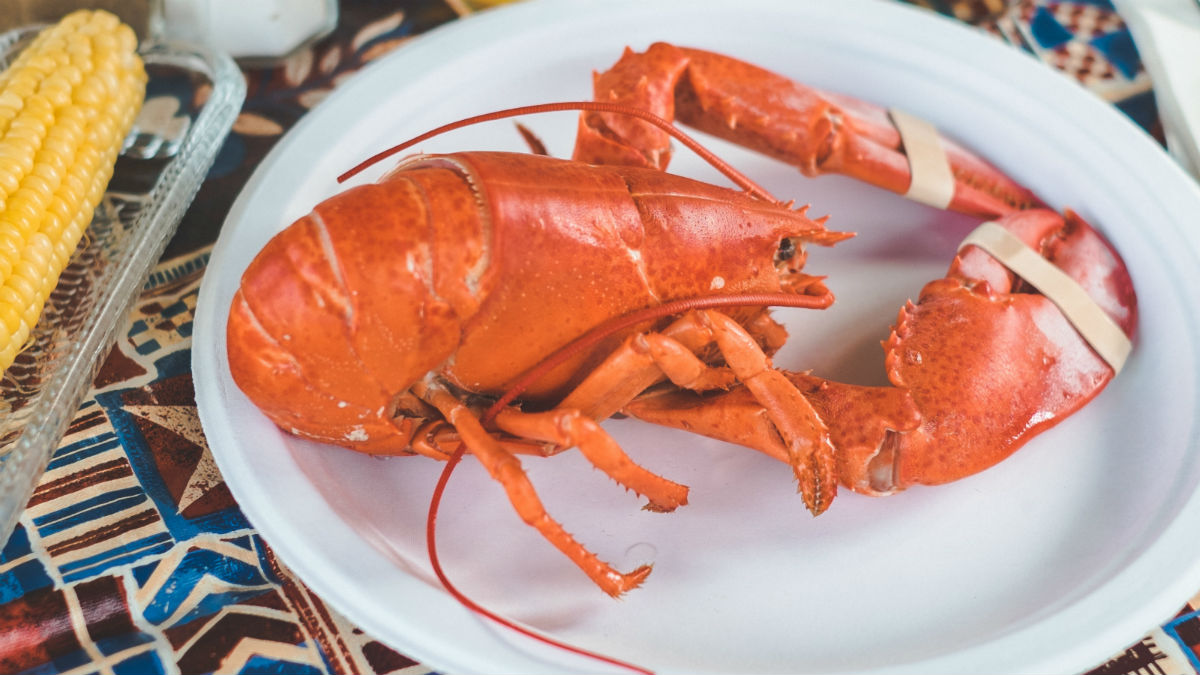 Perfect] How to Cook Lobster, Cooking Lobster