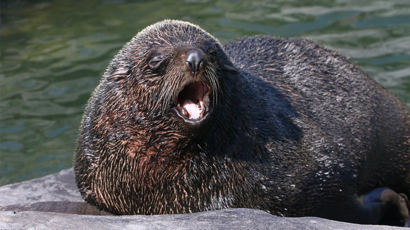Male South American Fur Seal