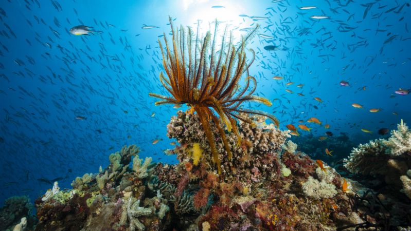 feather star coral great barrier reef australia