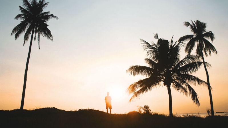 sunset palm tree beach