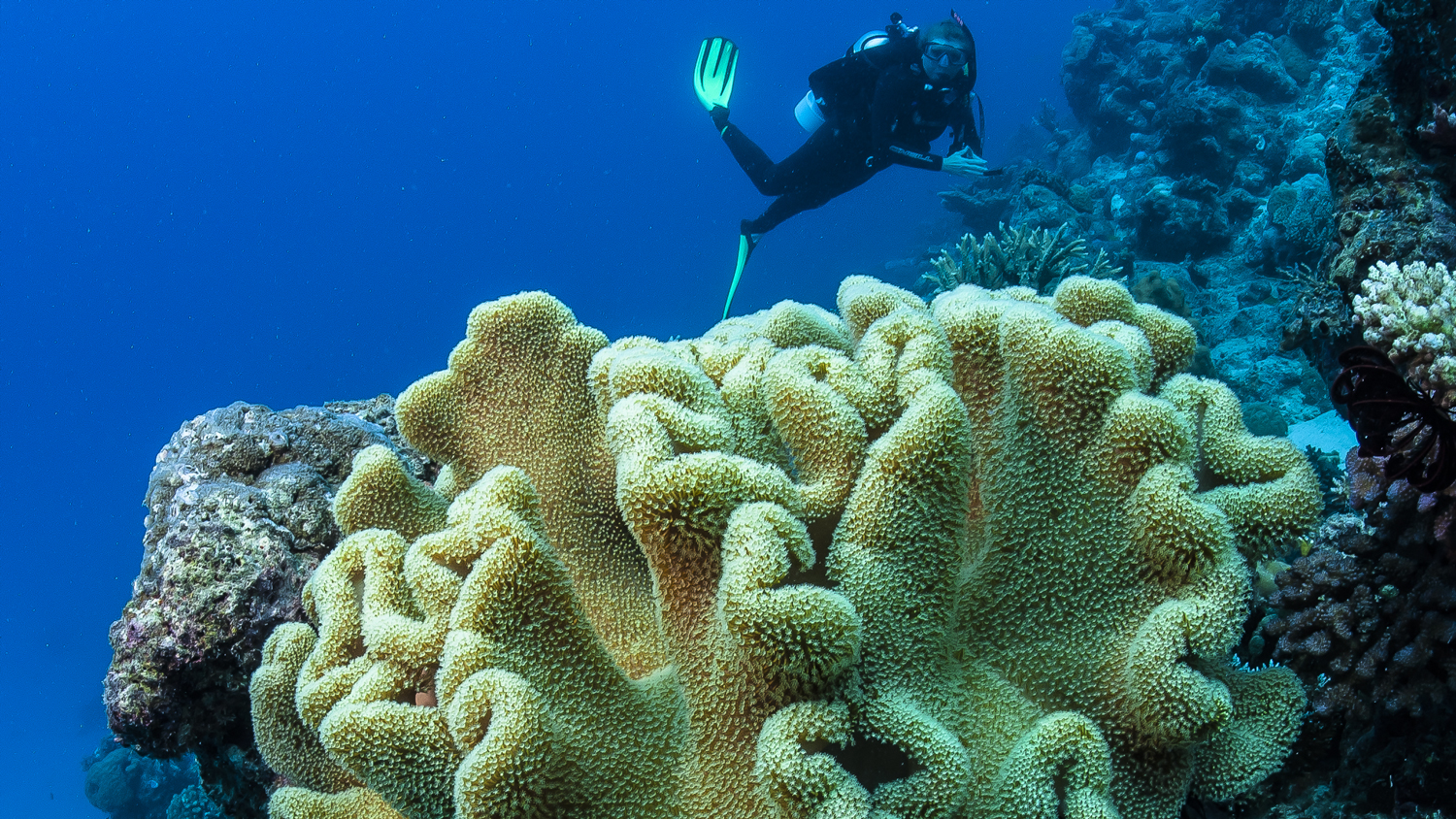 Australia Barrier Reef