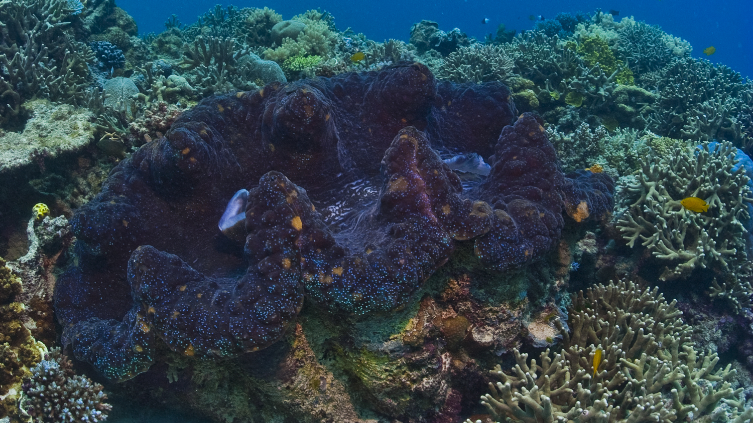 Australia Barrier Reef