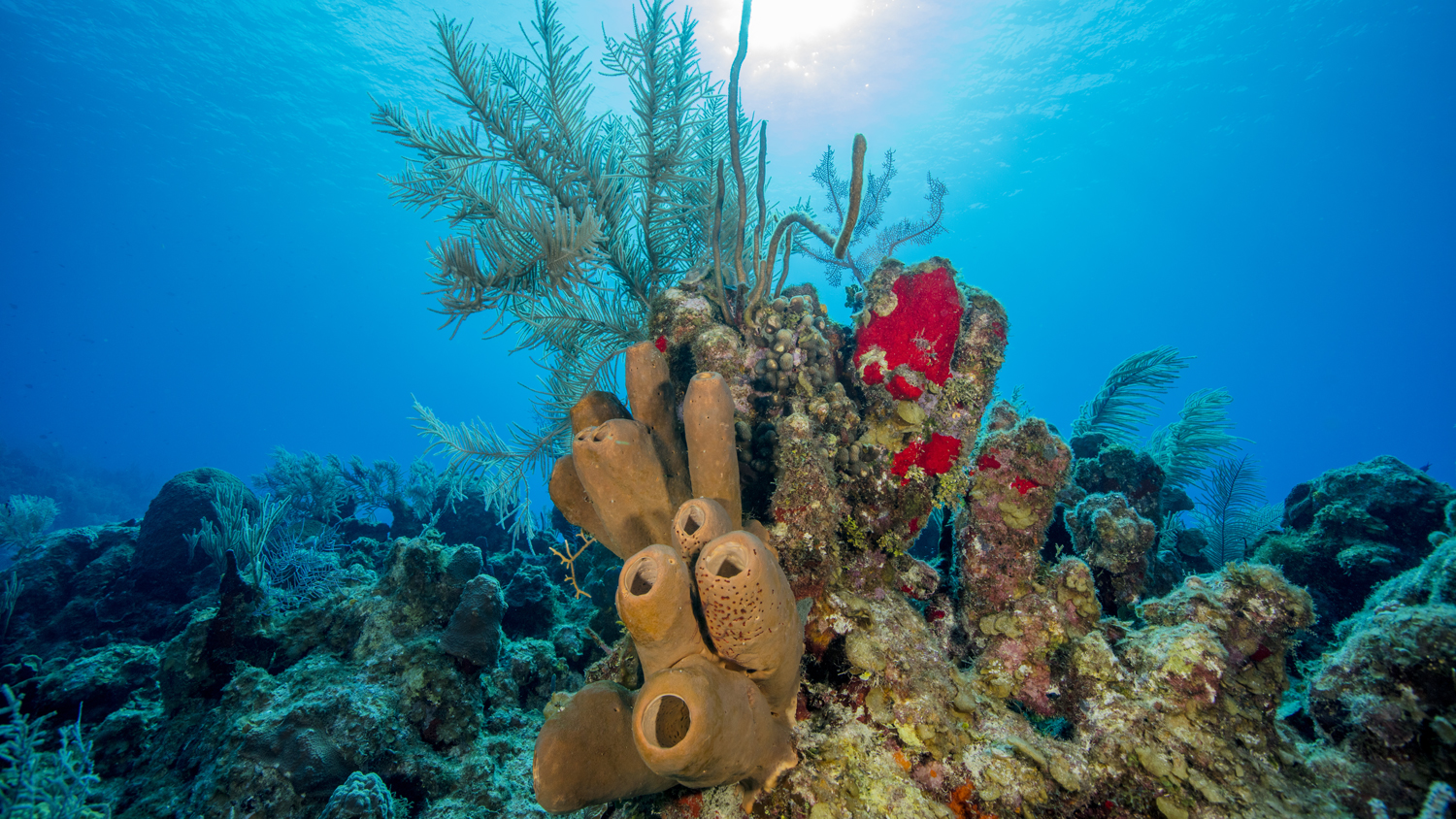 Grand Cayman Scubadiving