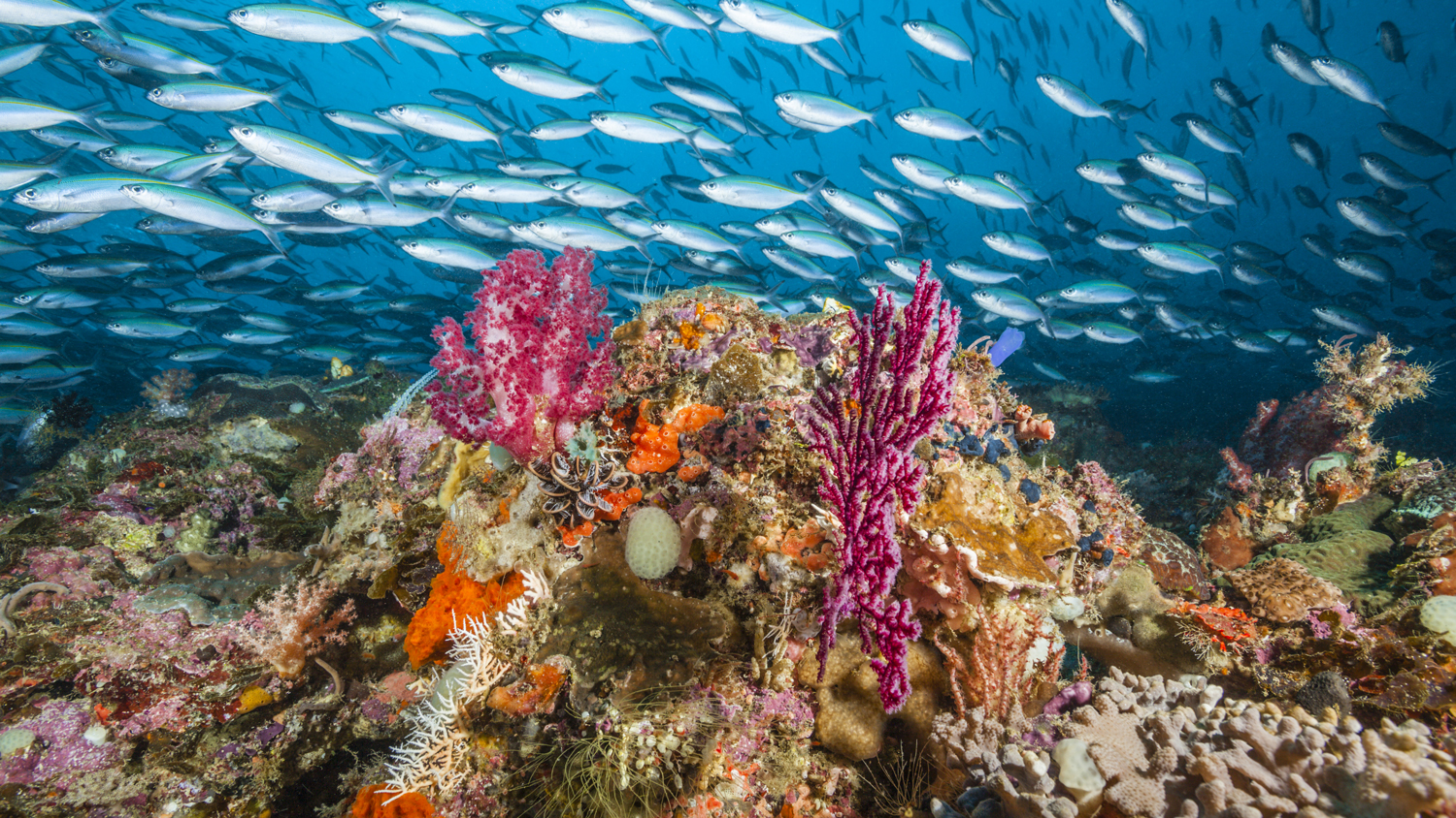 best diving sites in the world raja ampat scuba getty images 2