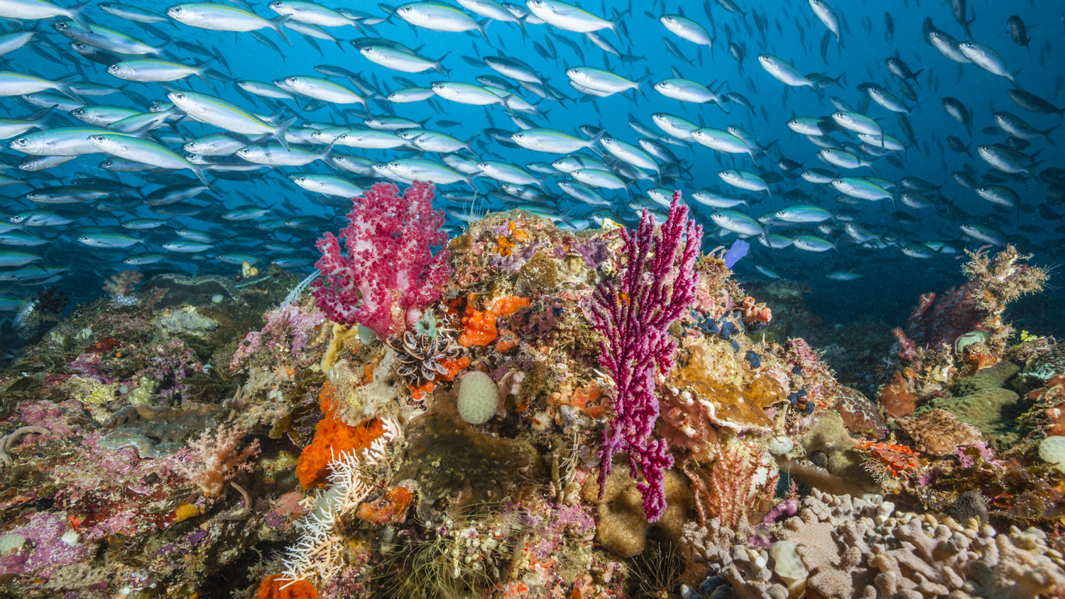 best diving sites in the world raja ampat scuba getty images 2