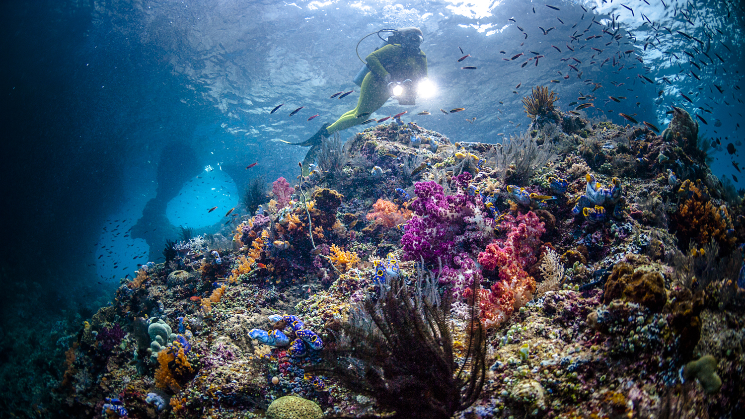 best diving sites in the world raja ampat scuba getty images