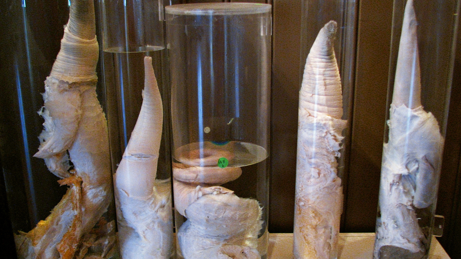 Iceland Phallological Museum