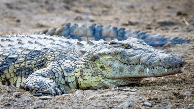 Crocodile by river