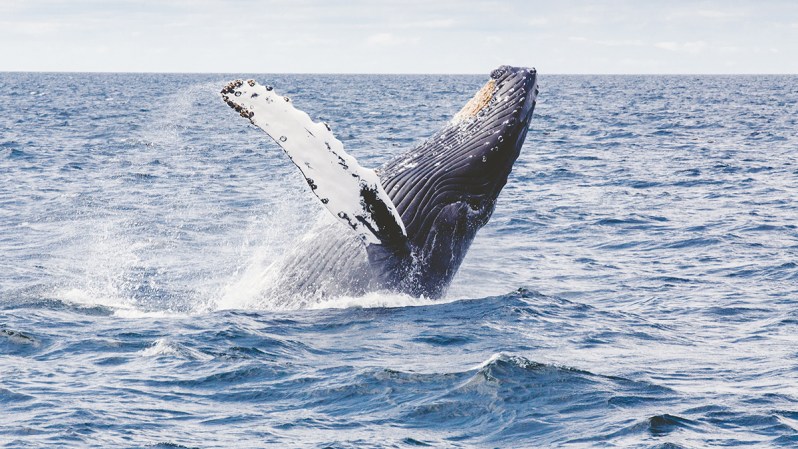 humpback whale breaching east coast