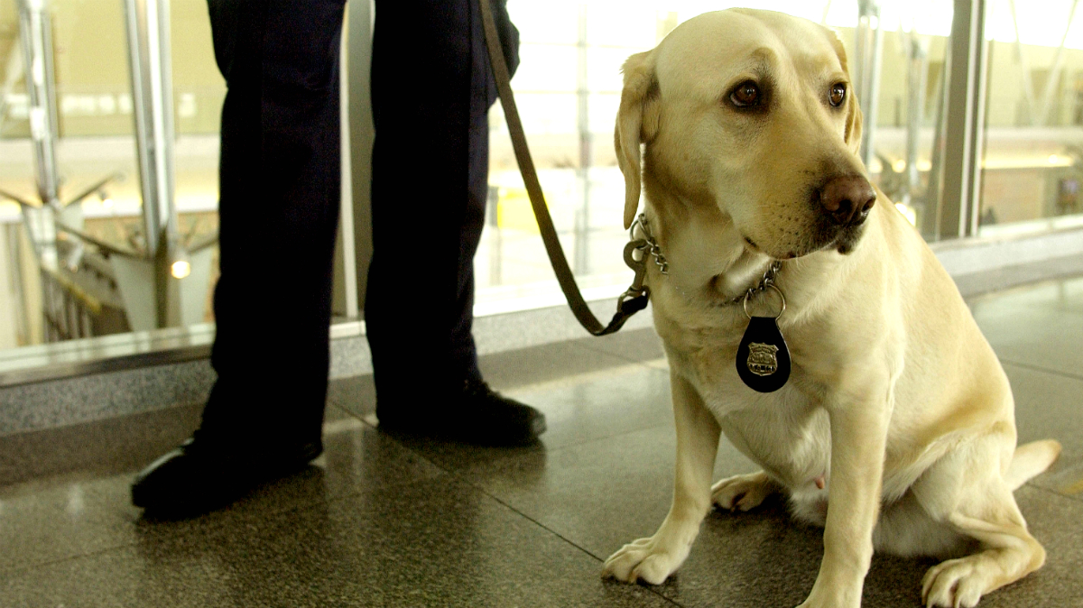 tsa canine adoption program