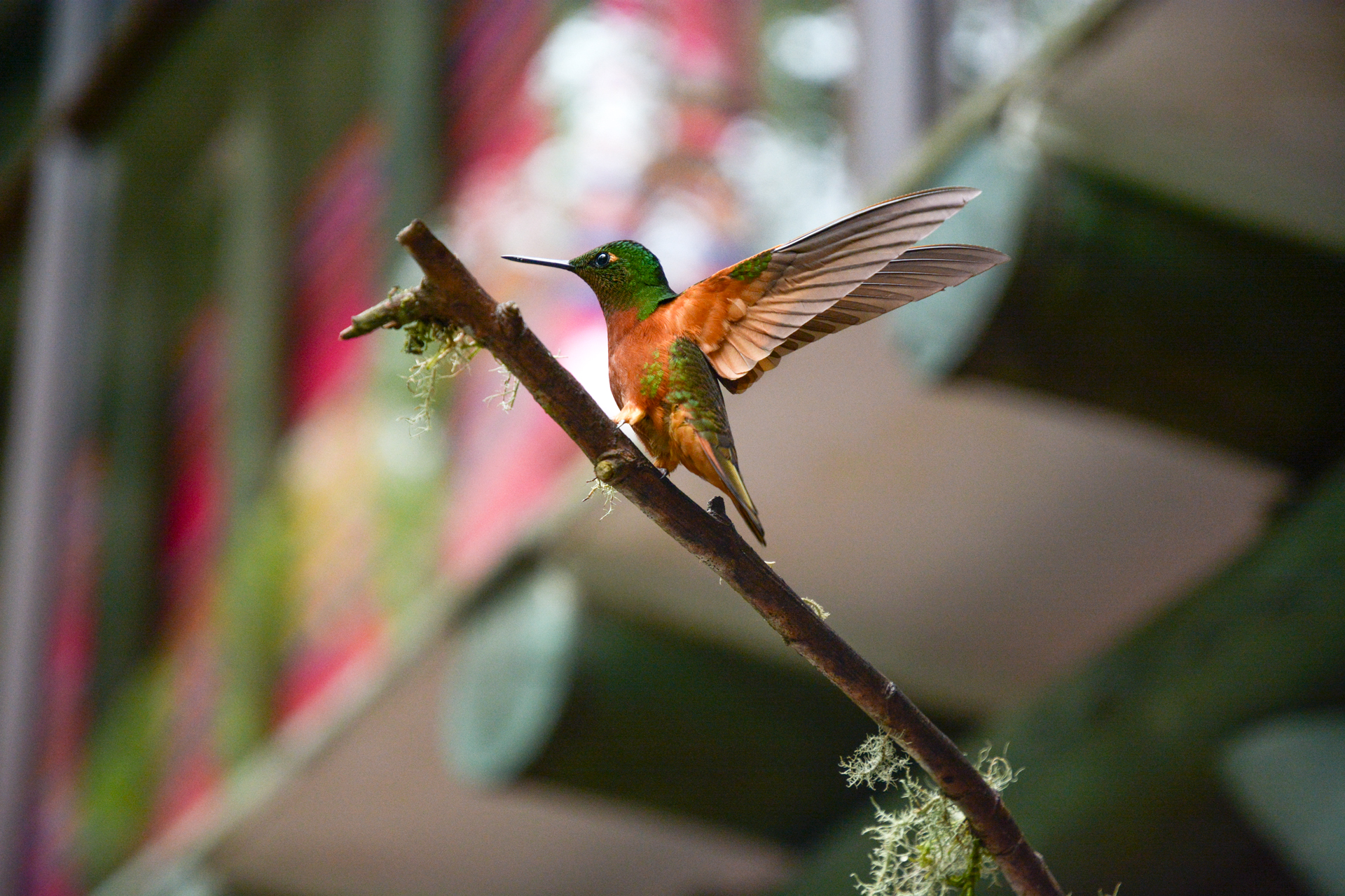contiki tours me and we ecuador travel experience guango lodge hummingbird sanctuary