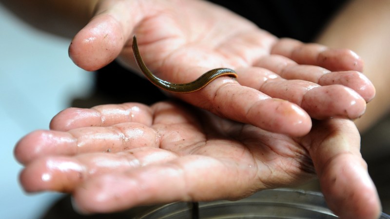 leeches