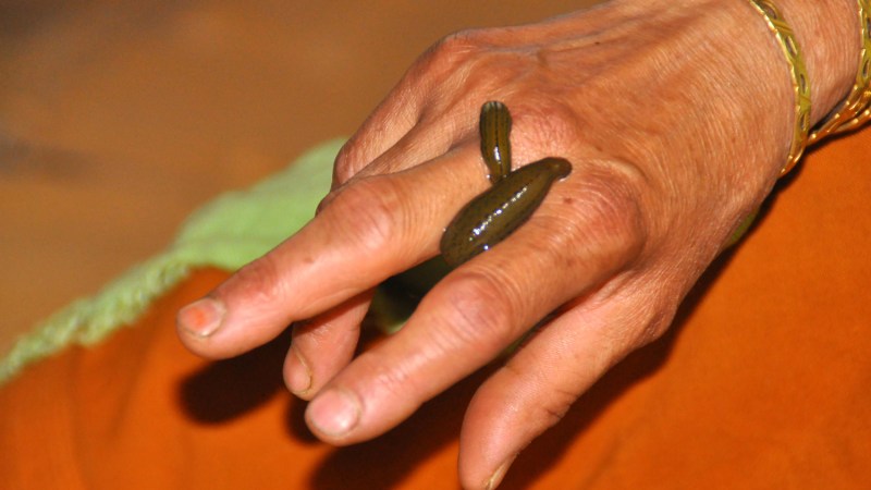 leeches on hand
