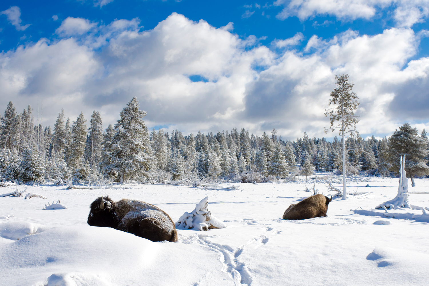 yellowstone national park